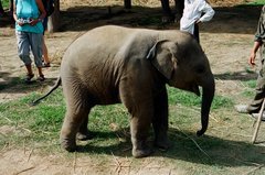 nepal9356