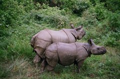 nepal9363