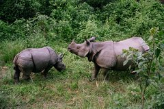 nepal9364
