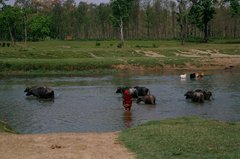 nepal9366