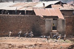 uganda0594