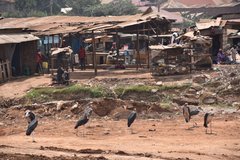 uganda0596