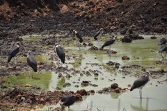 uganda0598