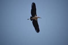 uganda0599