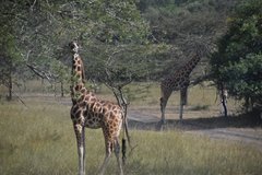uganda1017