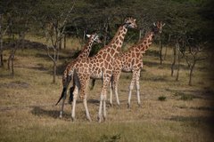 uganda1019