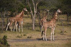 uganda1020