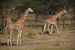 uganda1021