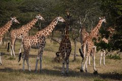 uganda1023