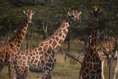 uganda1025