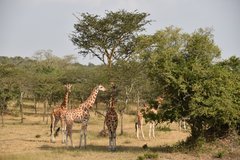 uganda1026
