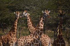 uganda1027