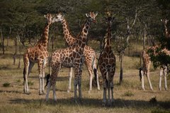 uganda1028