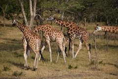 uganda1029