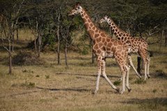uganda1032