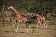 uganda1033