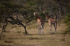 uganda1039