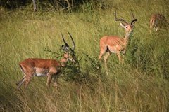 uganda1041