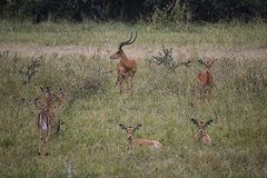 uganda1051