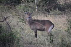uganda1054