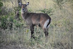 uganda1055