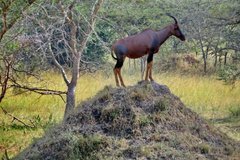 uganda1069