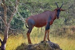 uganda1070