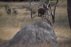uganda1072