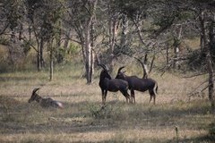 uganda1074