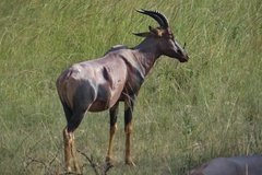 uganda1075