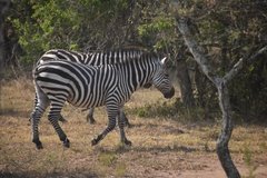 uganda1081