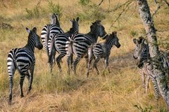 uganda1083