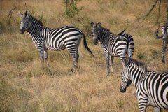 uganda1084