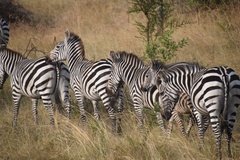 uganda1085