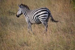 uganda1087