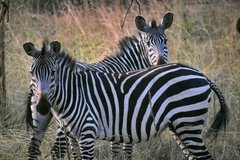 uganda1089