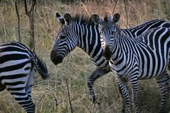 uganda1091