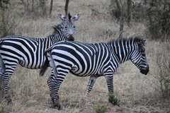 uganda1092