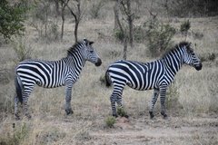 uganda1093