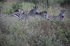 uganda1095