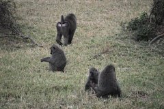 uganda4272