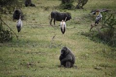 uganda4282