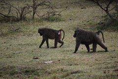 uganda4283