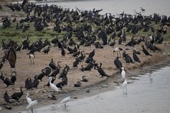 uganda4313