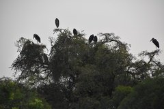 uganda5056
