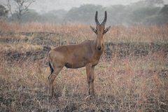 uganda5066