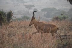 uganda5067
