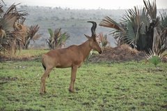 uganda5071