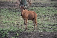 uganda5072