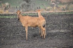 uganda5083